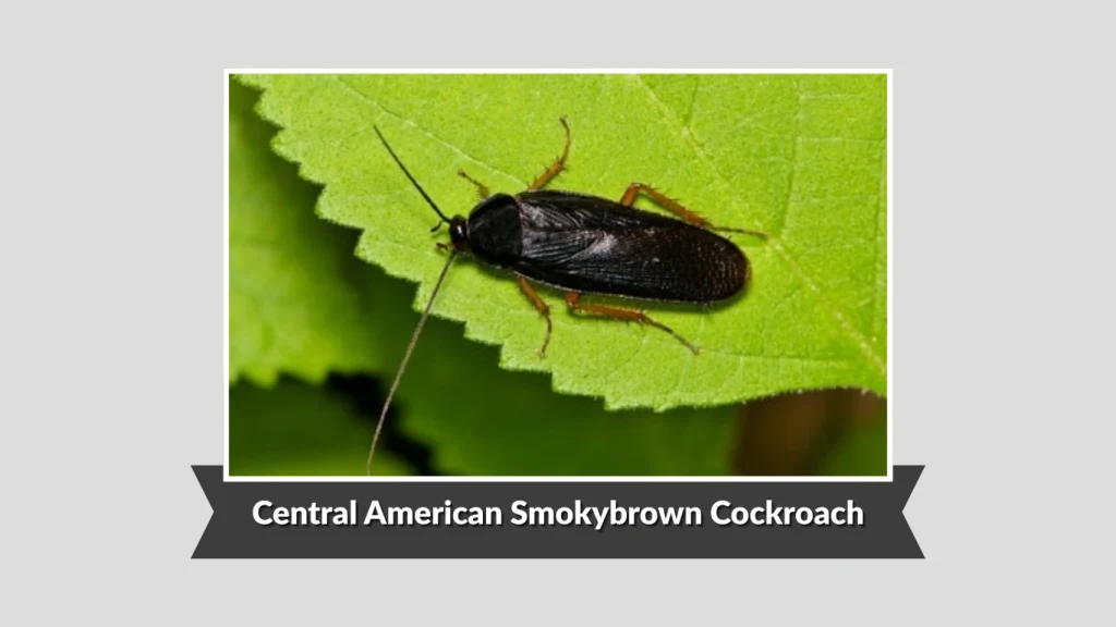 Central American Smokybrown Cockroach