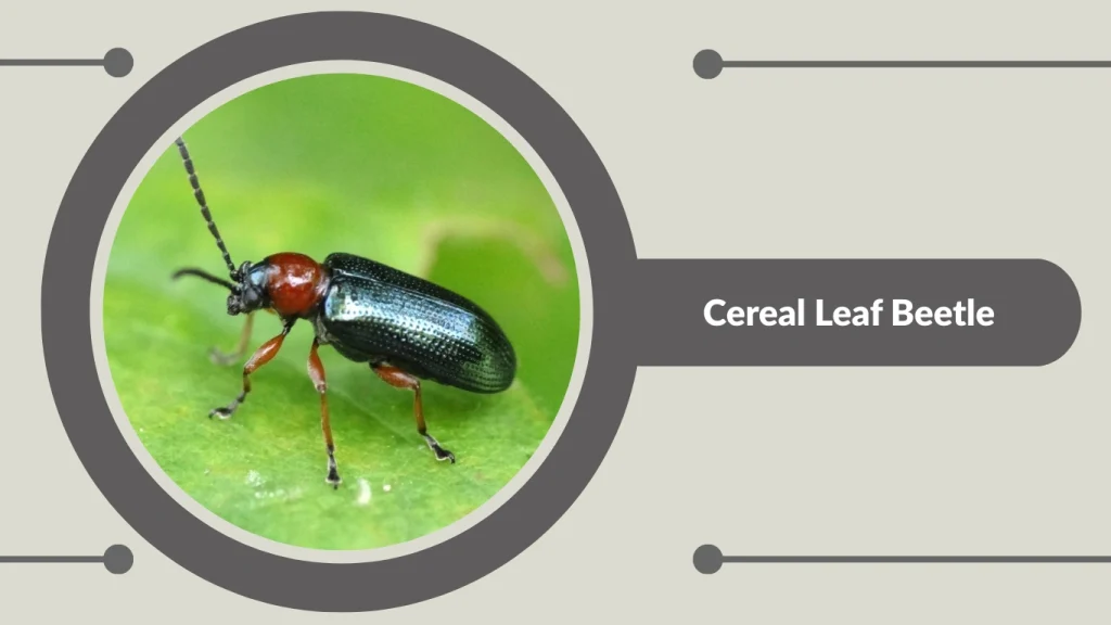 Cereal Leaf Beetle 