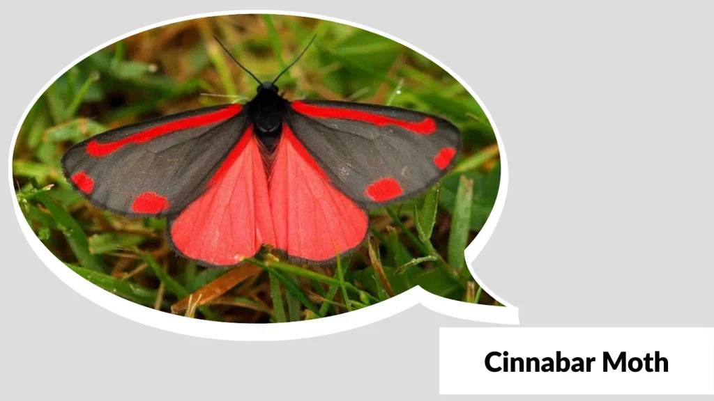 Cinnabar Moth