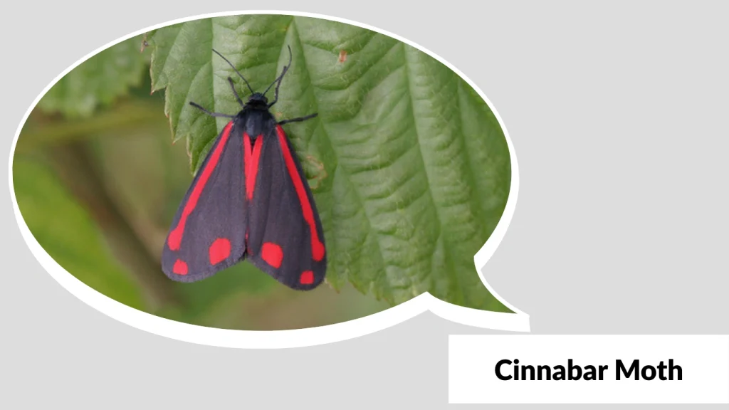 Cinnabar Moth