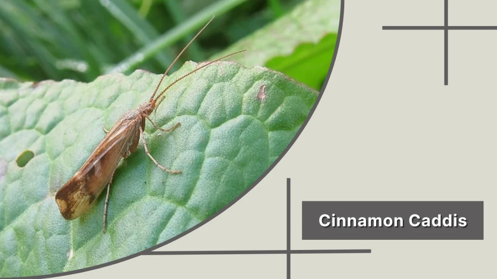 Cinnamon Caddis