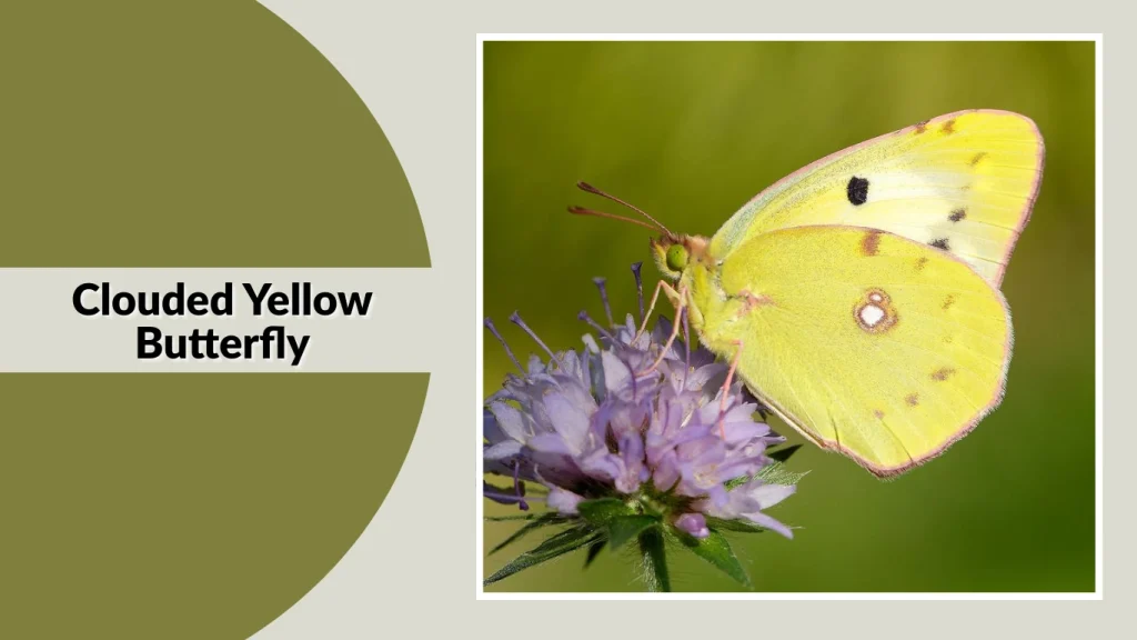 Clouded Yellow Butterfly