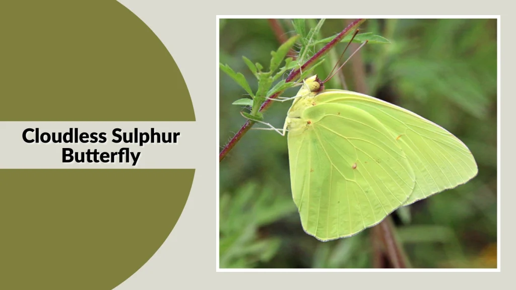 Cloudless Sulphur Butterfly