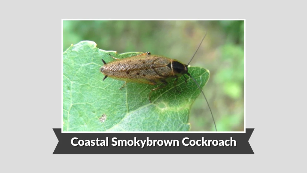 Coastal Smokybrown Cockroach