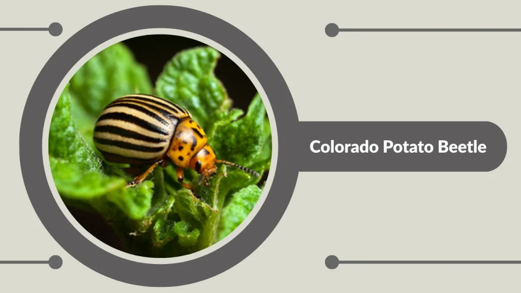 Colorado Potato Beetle