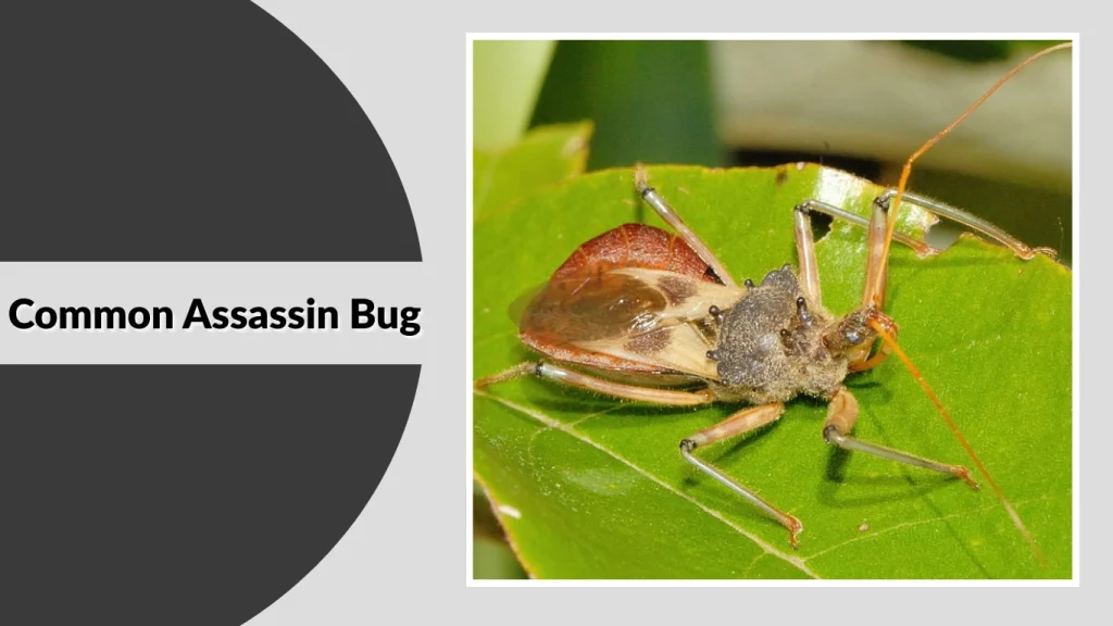 Common Assassin Bug