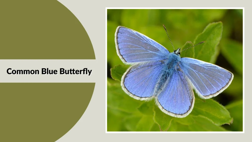Common Blue Butterfly