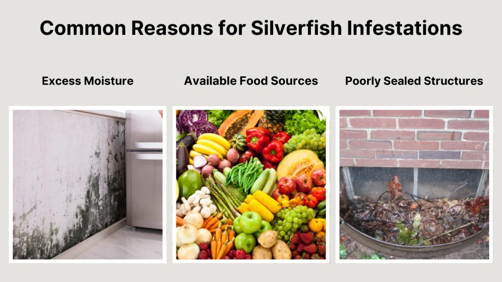 Common Reasons for Silverfish Infestations