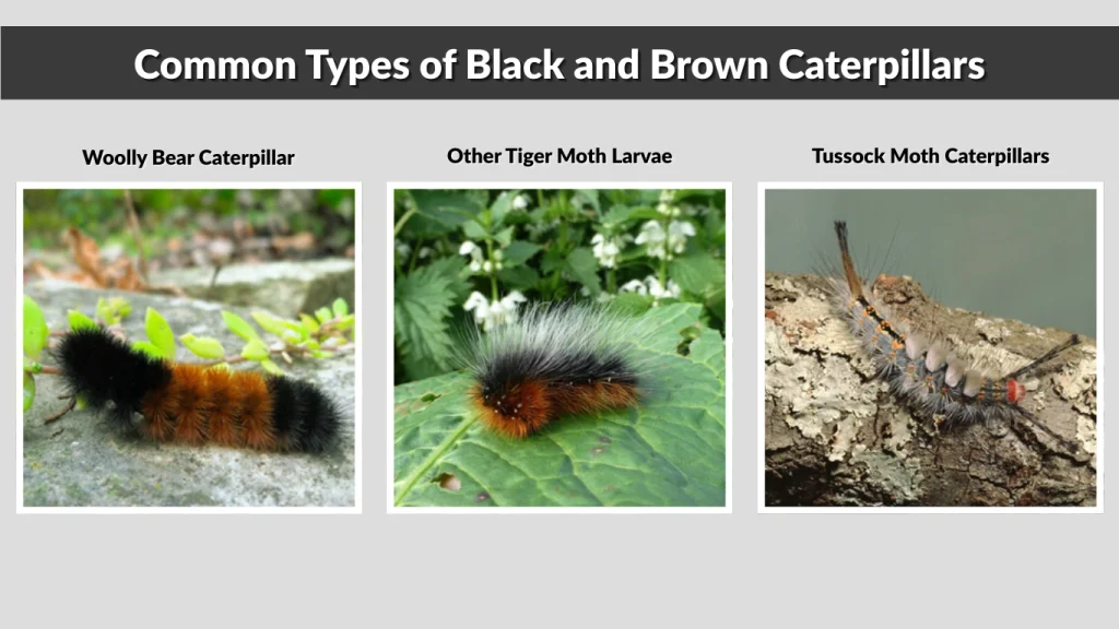 Common Types of Black and Brown Caterpillars
