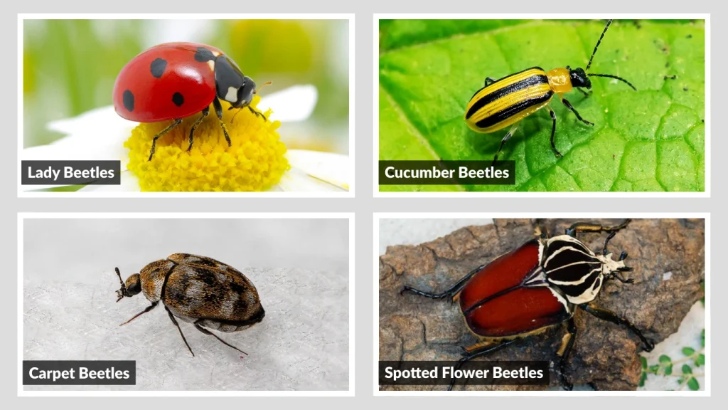 Common Types of Spotted Beetles and Risks