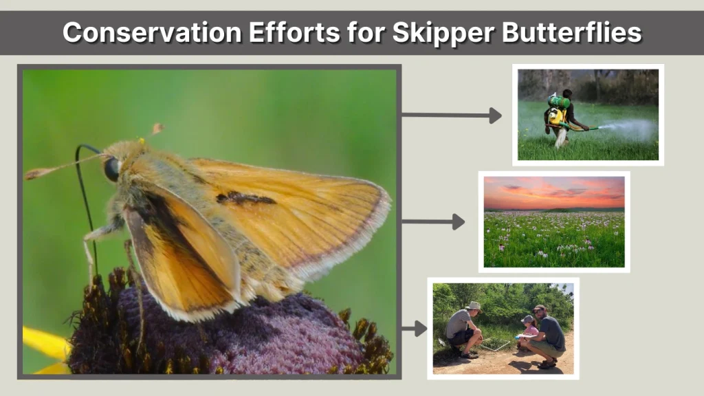 Conservation Efforts for Skipper Butterflies