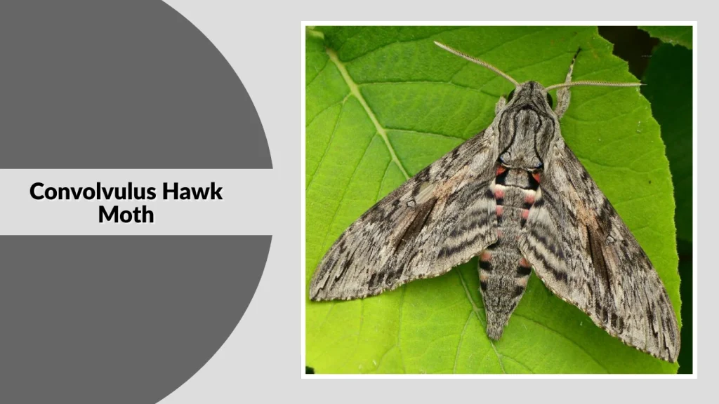 Convolvulus Hawk Moth