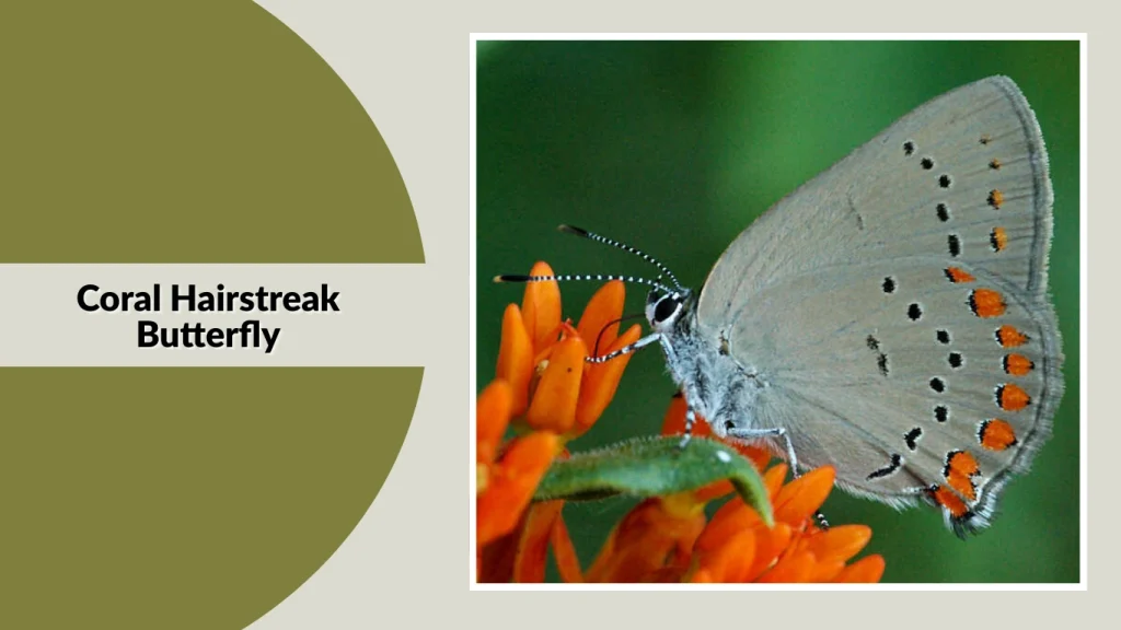 Coral Hairstreak Butterfly