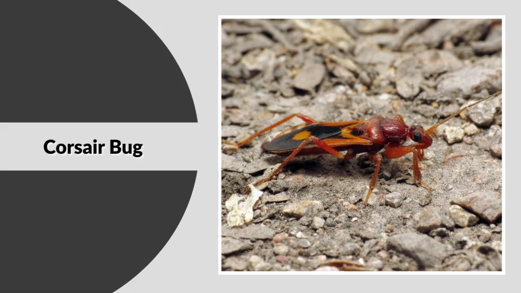 Corsair Bug
