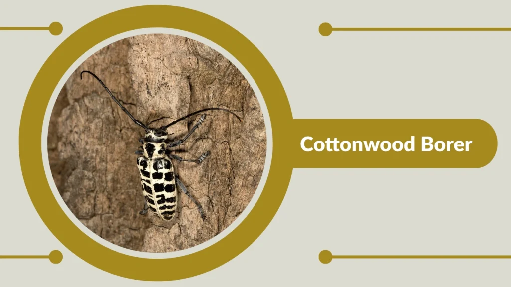 Cottonwood Borer