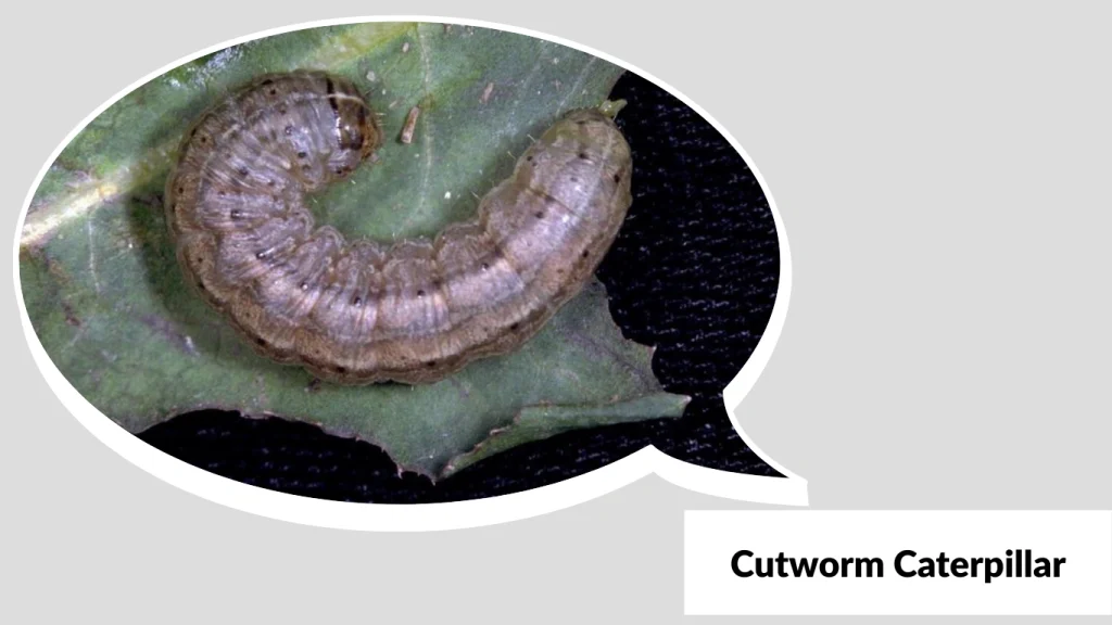 Cutworm Caterpillar