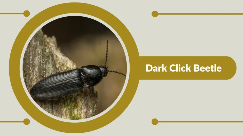 Dark Click Beetle