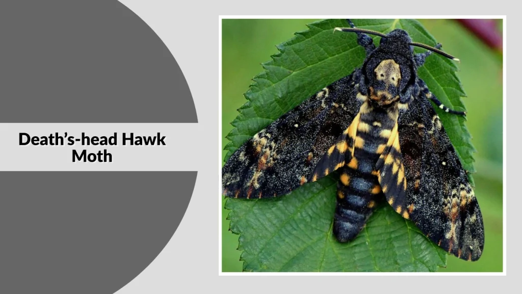 Death’s-head Hawk Moth