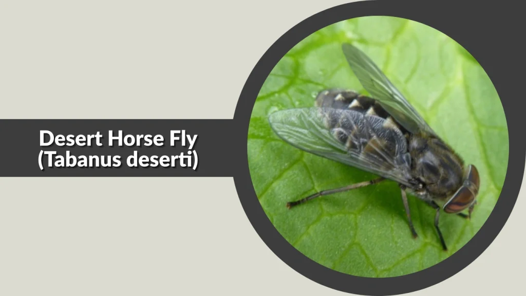 Desert Horse Fly (Tabanus deserti)
