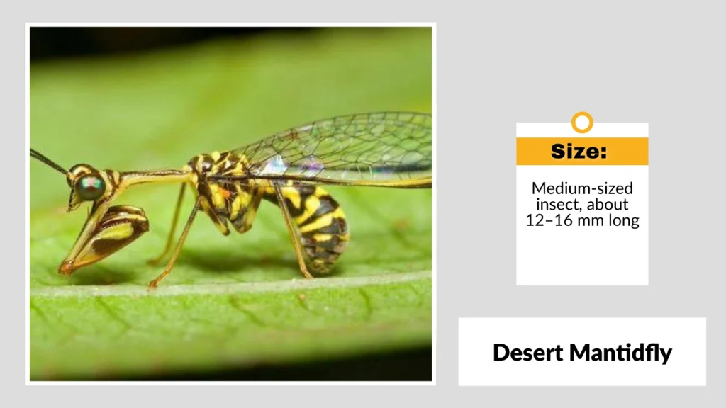 Desert Mantidfly