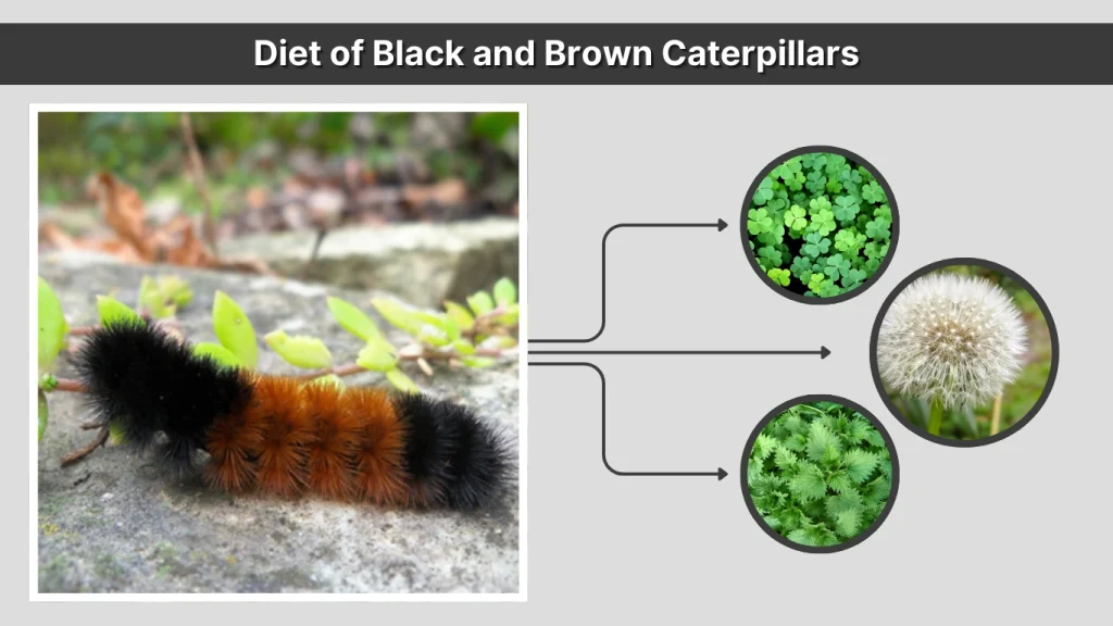 Diet of Black and Brown Caterpillars