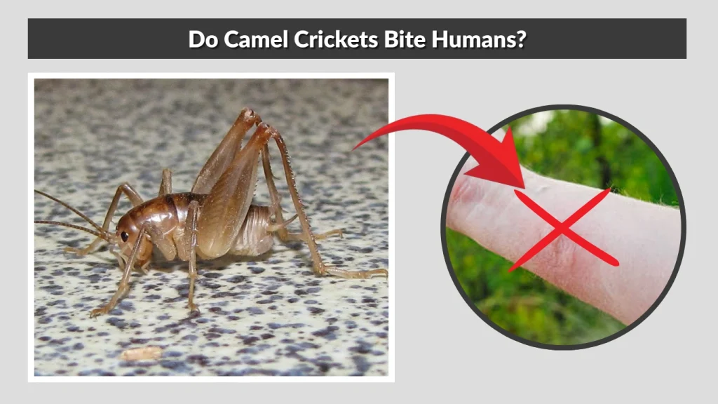 Do Camel Crickets Bite Humans