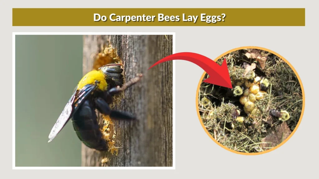 How Many Eggs Do Carpenter Bees Lay
