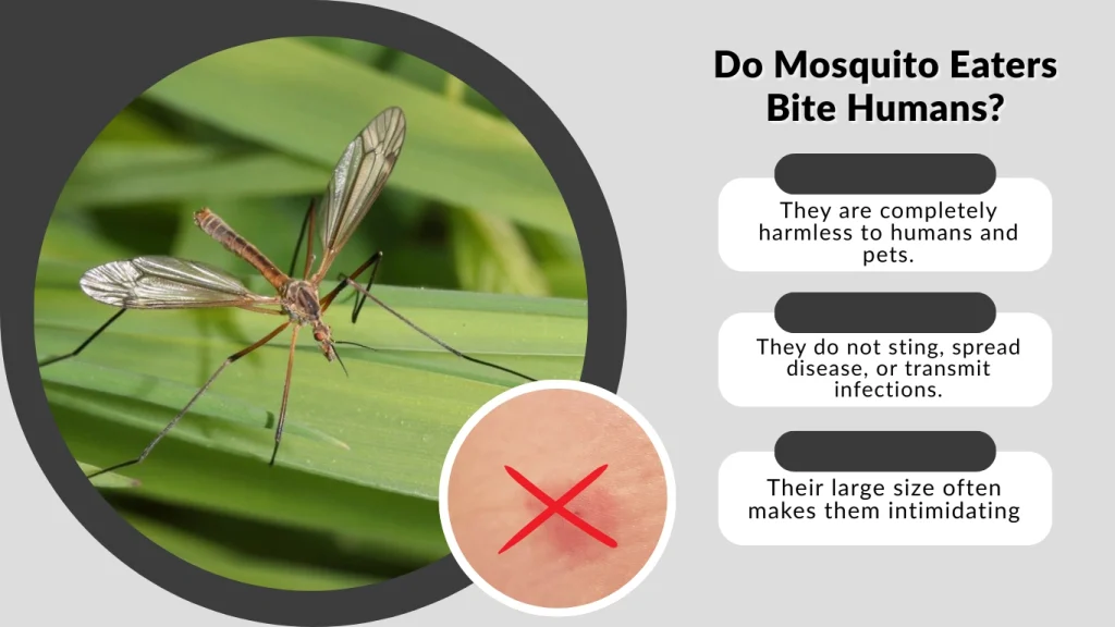 Do Mosquito Eaters Bite Humans