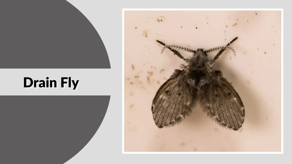 Drain Fly