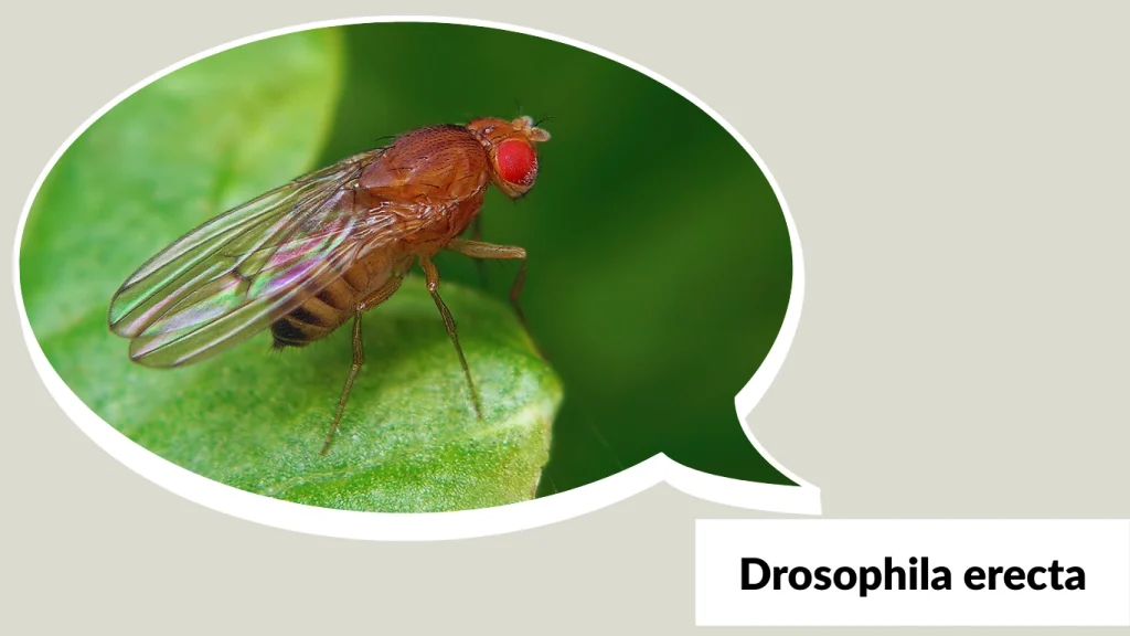 Drosophila erecta