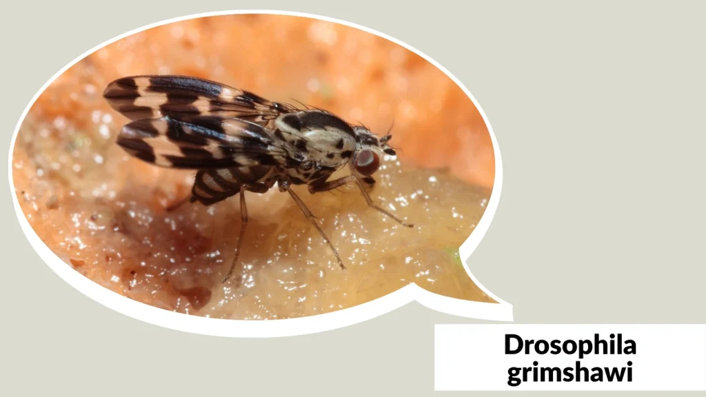 Drosophila grimshawi