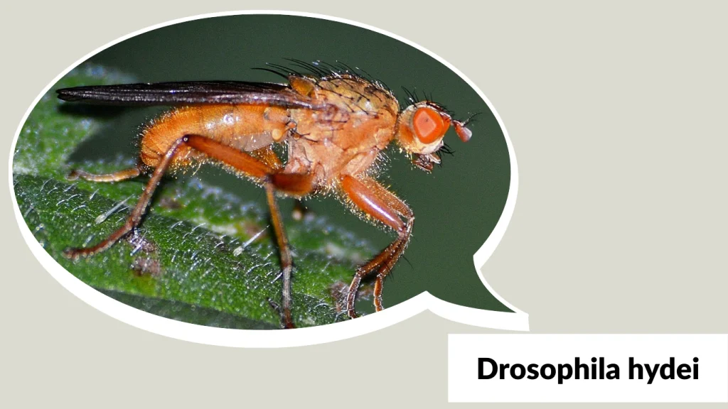 Drosophila hydei