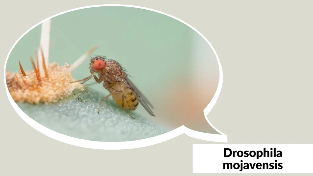 Drosophila mojavensis
