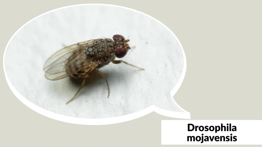 Drosophila mojavensis