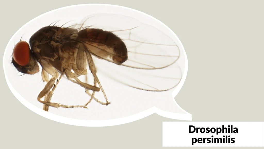 Drosophila persimilis