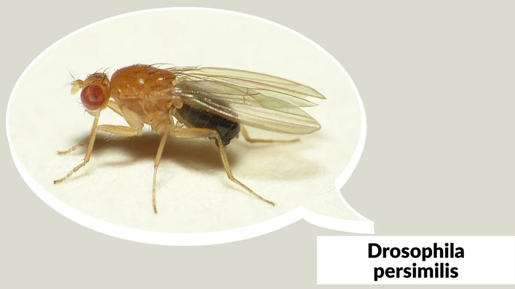 Drosophila persimilis
