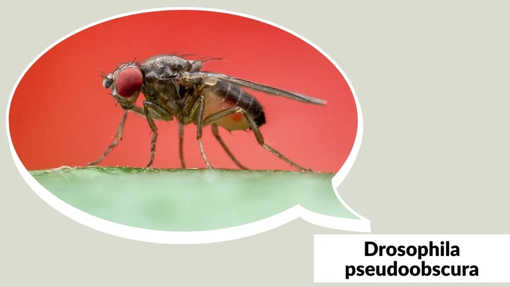 Drosophila pseudoobscura
