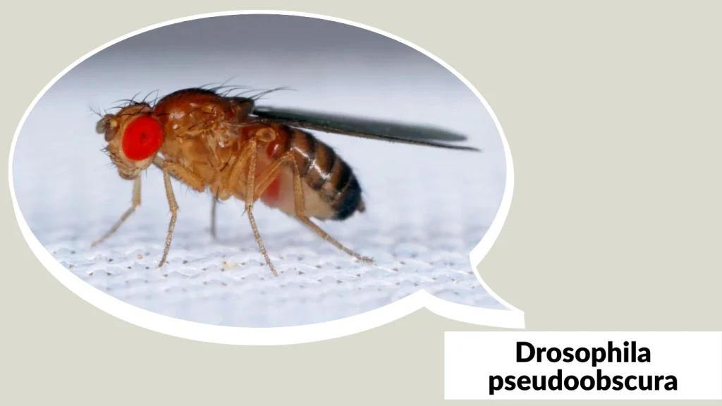 Drosophila pseudoobscura