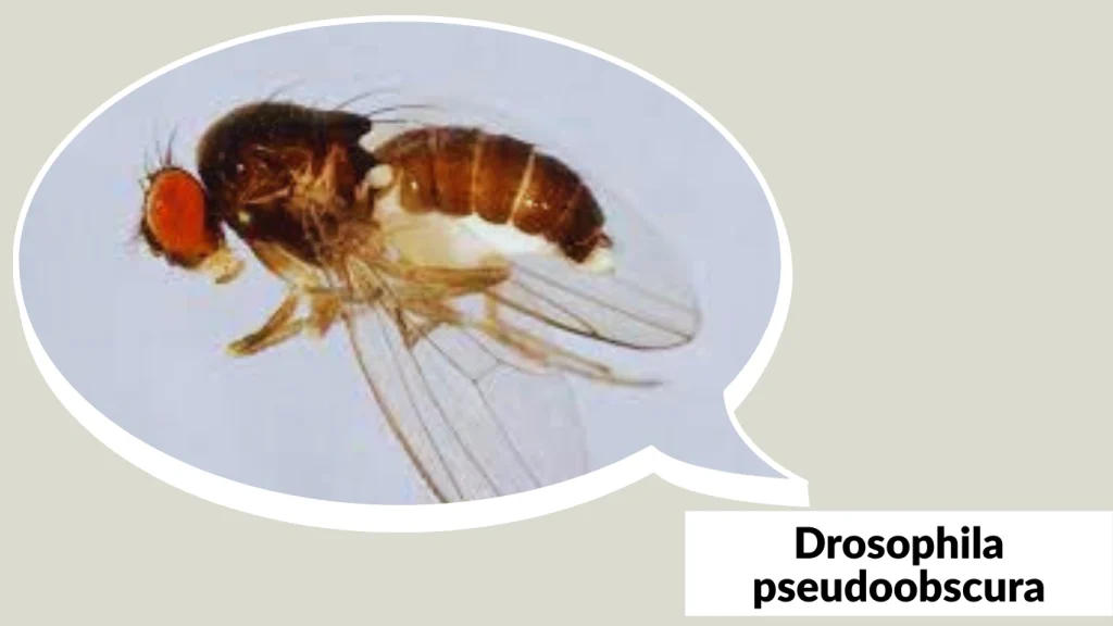 Drosophila pseudoobscura
