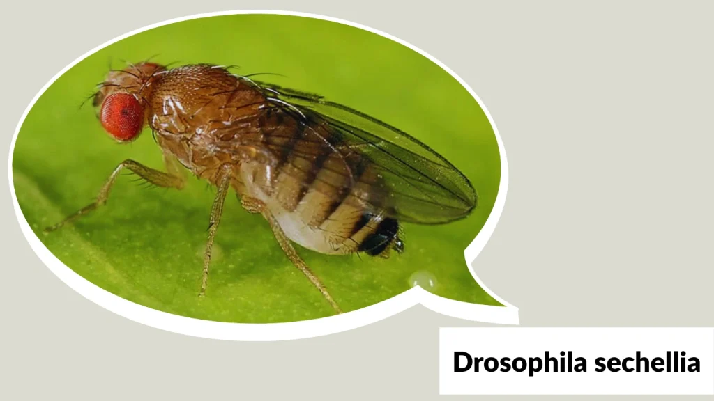Drosophila sechellia