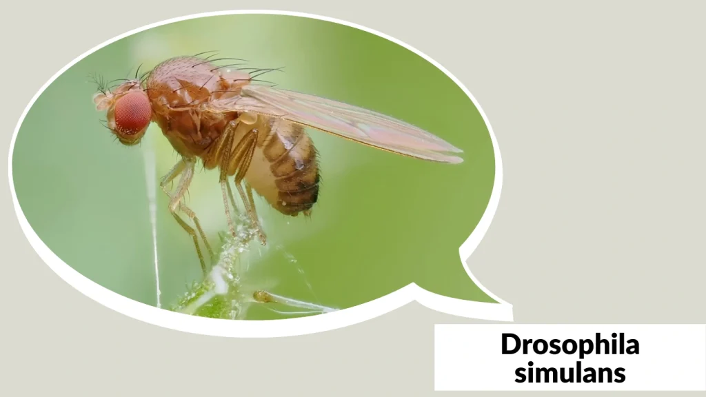 Drosophila simulans