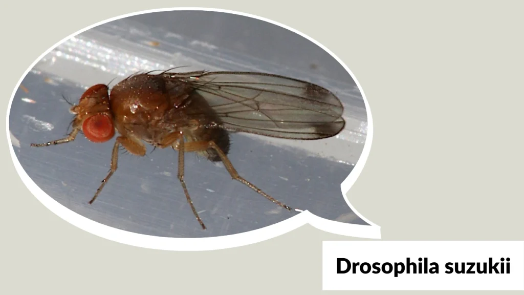 Drosophila suzukii