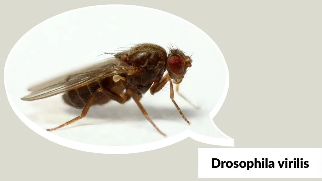 Drosophila virilis