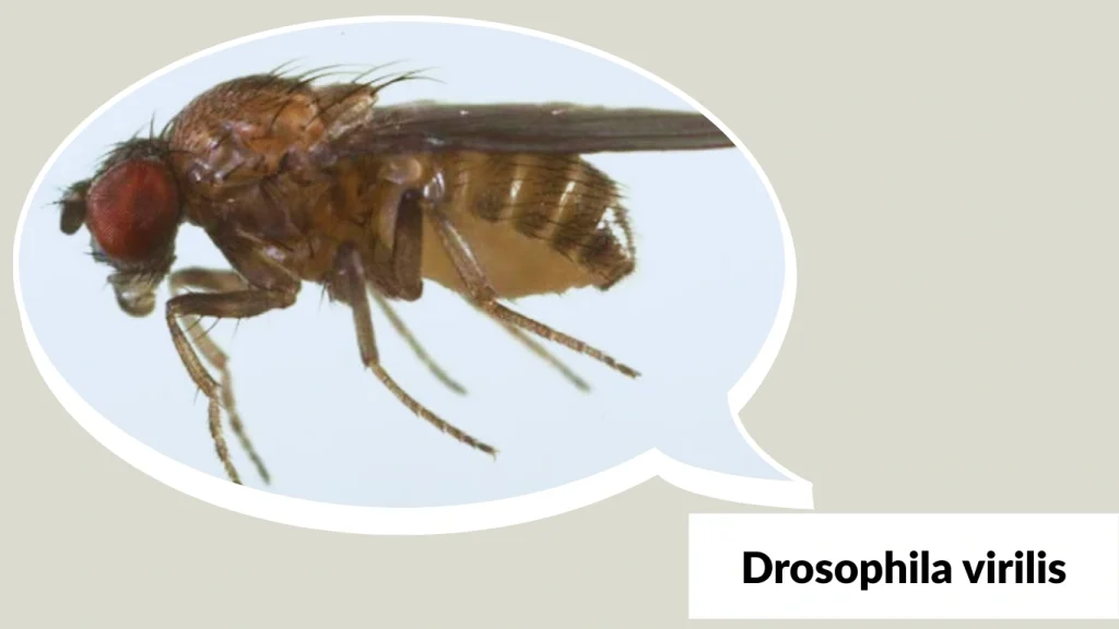 Drosophila virilis