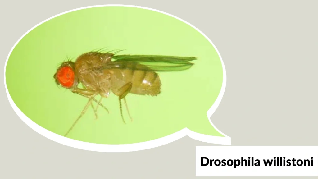 Drosophila willistoni