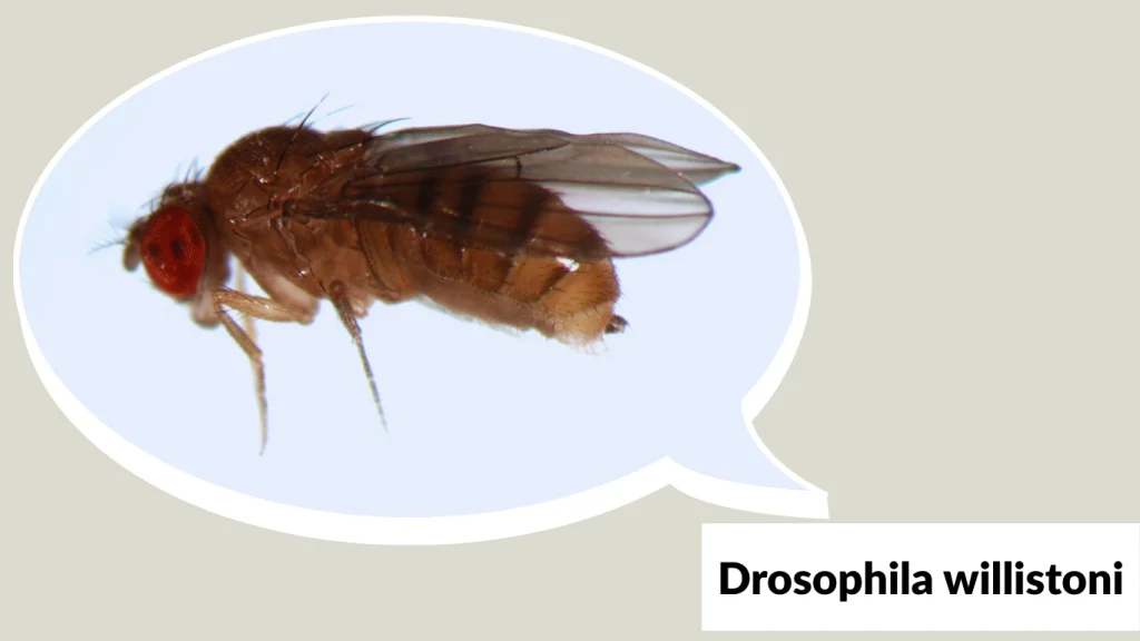 Drosophila willistoni