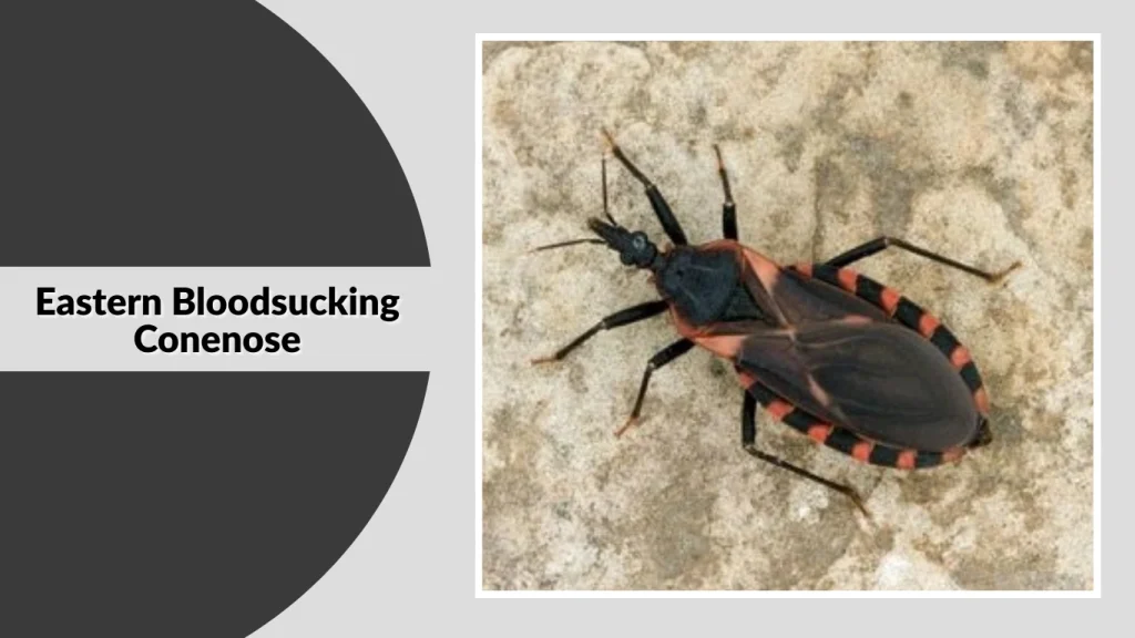 Eastern Bloodsucking Conenose