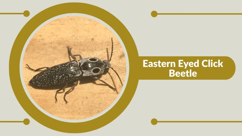 Eastern Eyed Click Beetle