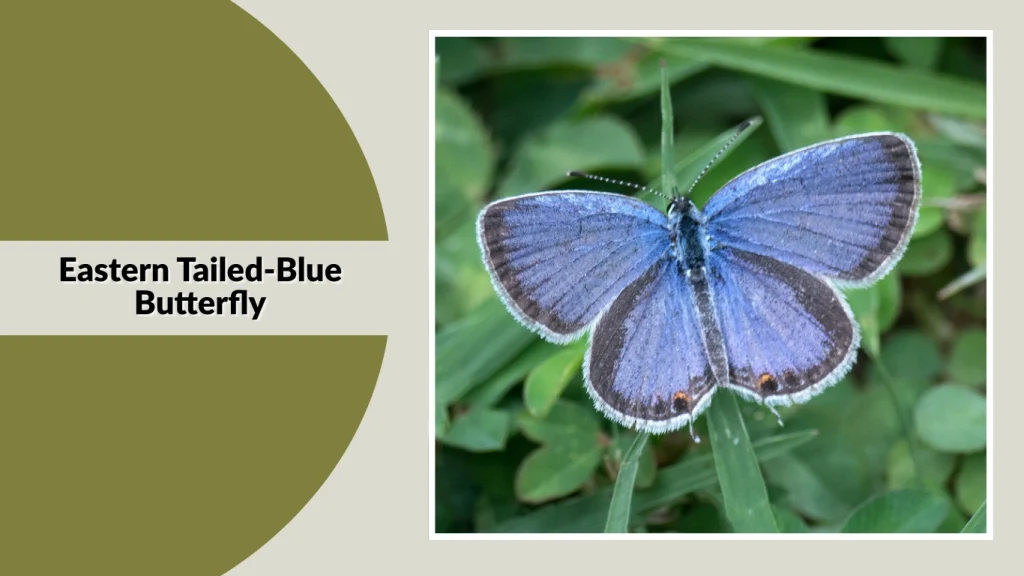 Eastern Tailed-Blue Butterfly