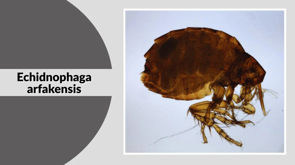 Echidnophaga arfakensis